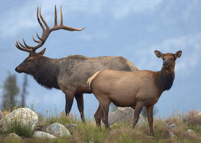 Elk Collection