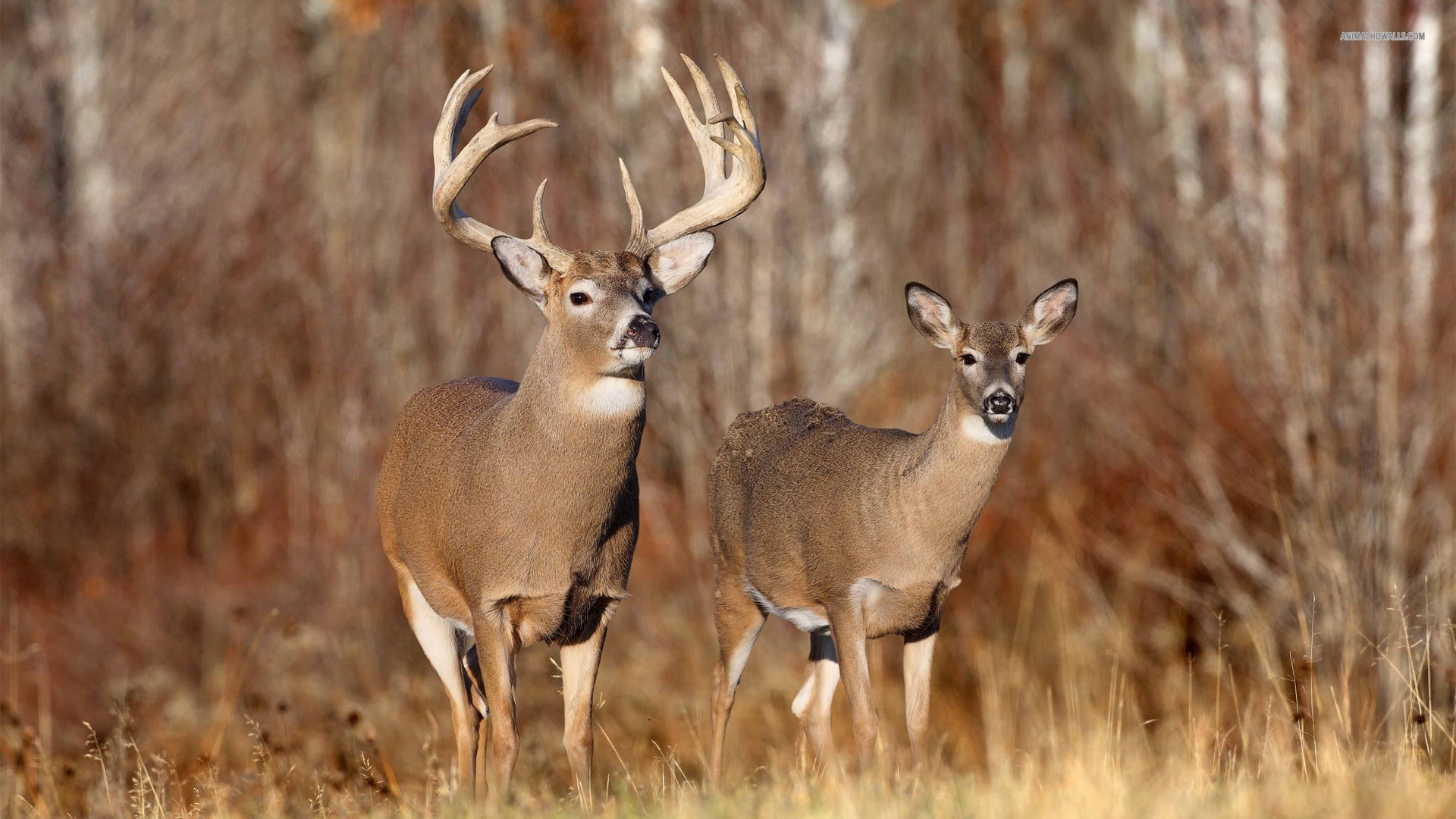 Whitetail Collection